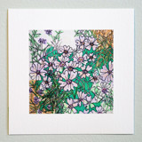 Garden Sketch Phlox Limited Edition Prints - Drawing