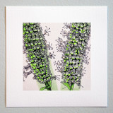 Garden Sketch Giant Hyssop Limited Edition Prints - Drawing