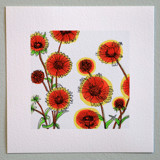 Garden Sketch Gillardia Limited Edition Prints - Drawing