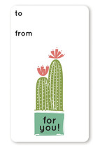 Cacti Collection