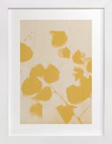 Botanica 2 Fine Art Prints