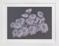 Une Vie de Chrysanthèmes I