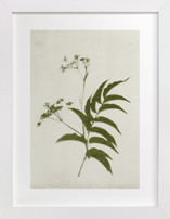 Foraged III Fine Art Prints