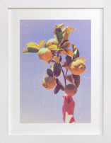 Lemon Dreaming Fine Art Prints