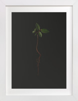 Seedling Elm I Fine Art Prints