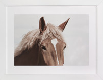 Belgian Beauty Fine Art Prints
