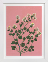 Meadow beauty Fine Art Prints
