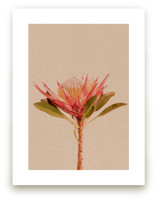 Protea Collection 3 by Paola Benenati