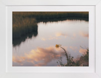 One Flower, One Evening Fine Art Prints