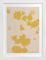 Botanica 1 Fine Art Prints