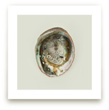 Abalone Shell by Field and Sky