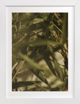 Bamboo Breeze Fine Art Prints