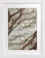 Tapestry I Fine Art Prints