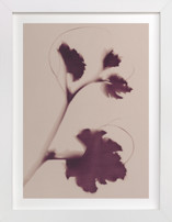 Leaf and Vine Fine Art Prints