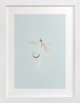 Soft Hackle Fine Art Prints