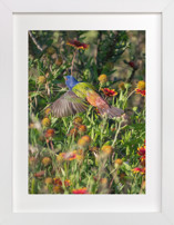 Painted Bunting : The Light In This Moment