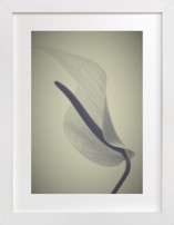 My Love for Calla #1 Fine Art Prints