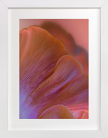 Dreamy Oyster Mushroom Fine Art Prints