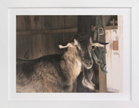 Peeking Fine Art Prints