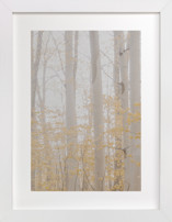 Be Still II Fine Art Prints