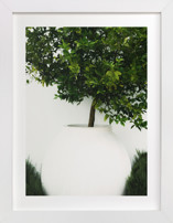 verdant garden II Fine Art Prints