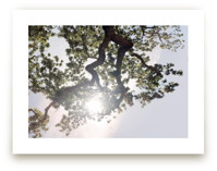 Elegant Oak Tree by Wilder California