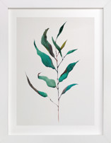 Eucalyptus Foliage Fine Art Prints