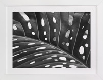 Peek A Boo Fine Art Prints