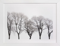 abstract trees