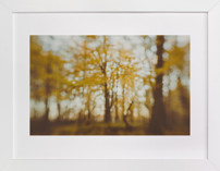 Golden Canopy Study #2 Fine Art Prints