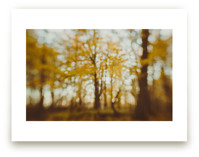 Golden Canopy Study #2 by Stacy Kron