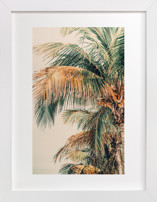 Tropic Summer Fine Art Prints