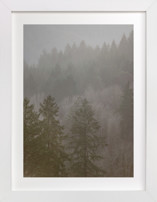 Pine Forest