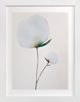 Paran Bloom 01 Fine Art Prints