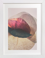 la floraison Fine Art Prints