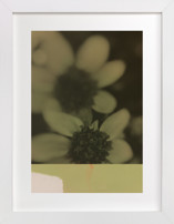 Among the Wildflowers 2 Fine Art Prints