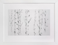 Birch Story Fine Art Prints