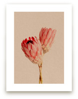 Protea Collection 2 by Paola Benenati