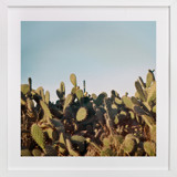 Cactus in a sunset