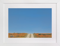 POPPY LANE Fine Art Prints