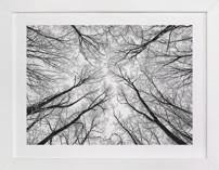 Lost in the forest Fine Art Prints