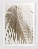 Vanilla Palm Fine Art Prints