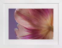 Parrot Tulip Fine Art Prints