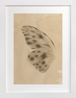 Vintage Mariposa I Fine Art Prints