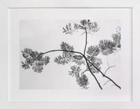 Botanical Silhouette Fine Art Prints