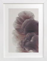 Ruffled Fine Art Prints
