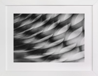 In motion Fine Art Prints