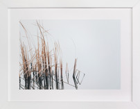 Abstract Reeds Fine Art Prints