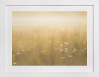 Golden Meadow