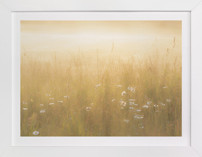 Golden Meadow